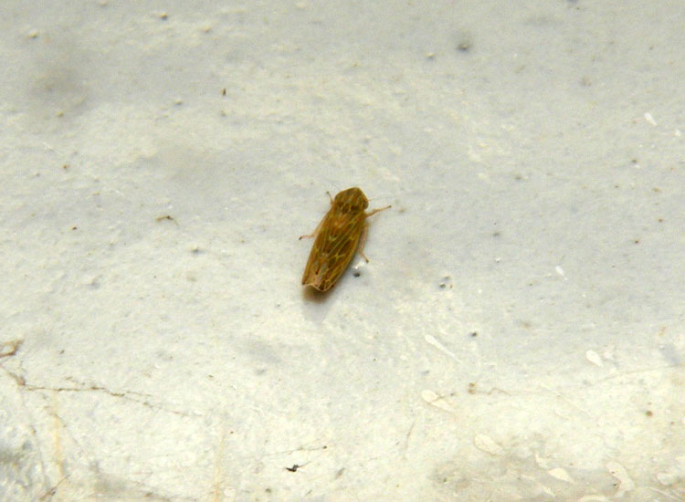Psammotettix cfr alienus?
